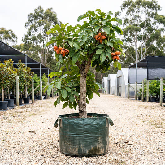 Peanut Tree - Sterculia quadrifida