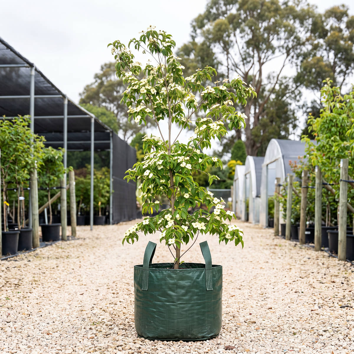 Eric Gennett Dogwood - Cornus ‘Eric Gennett’