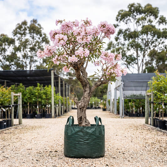 Cuban Pink Trumpet Tree - Tabebuia pallida