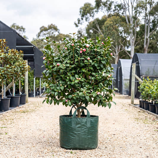 Volunteer Camellia (Espalier) - Camellia japonica ‘Volunteer’