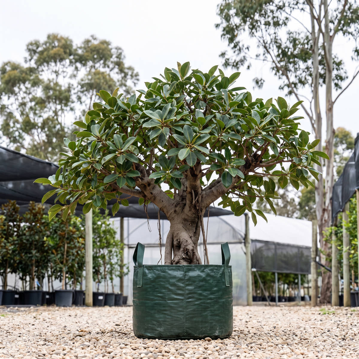 Kingston Rock Fig - Ficus platypoda ‘Kingston’