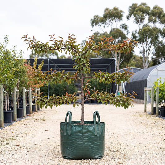 Japanese Plum (Espalier) - Prunus salicina