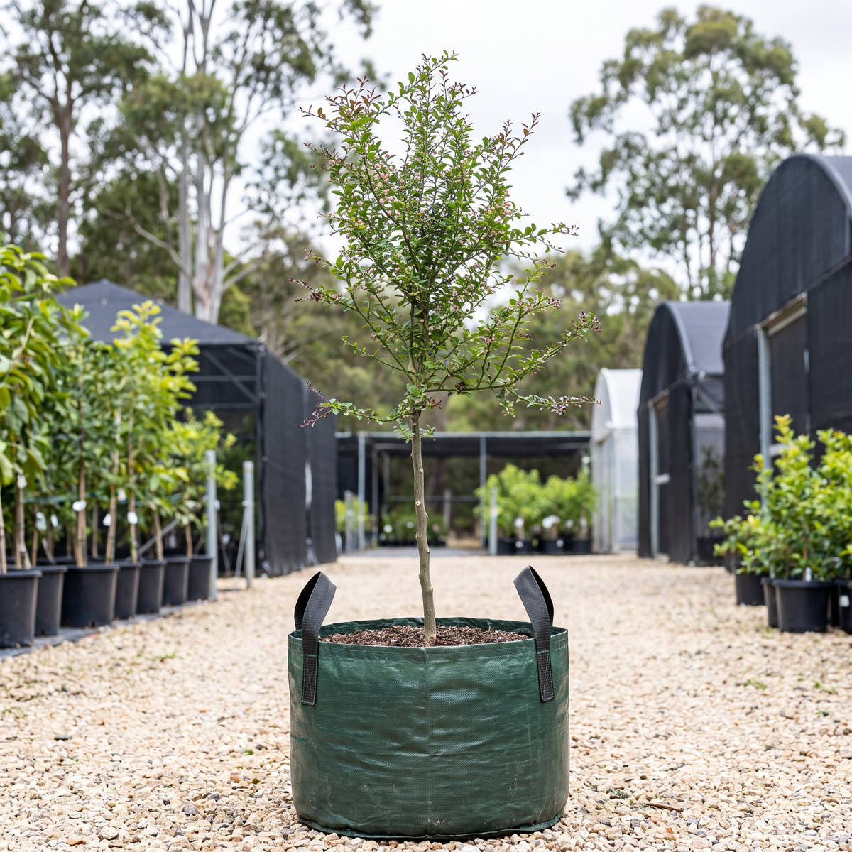 Collette Finger Lime - Citrus australasica ‘Collette’