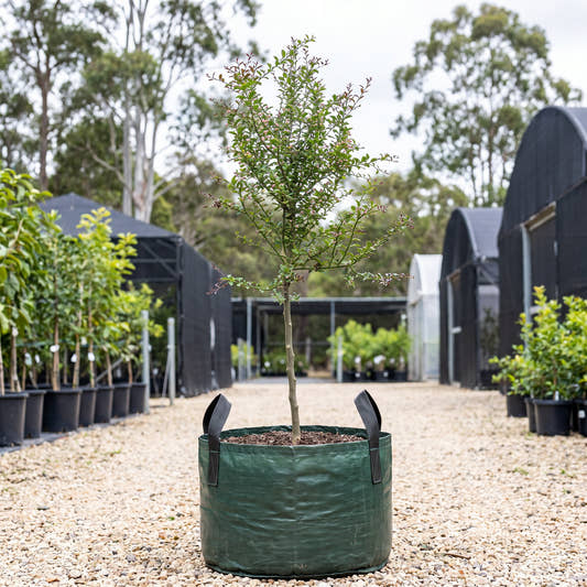 Collette Finger Lime - Citrus australasica ‘Collette’