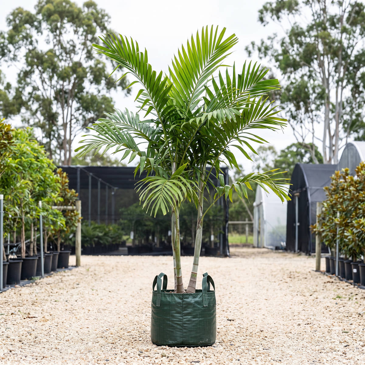 Solitaire Palm (Multi-Stem) - Ptychosperma elegans