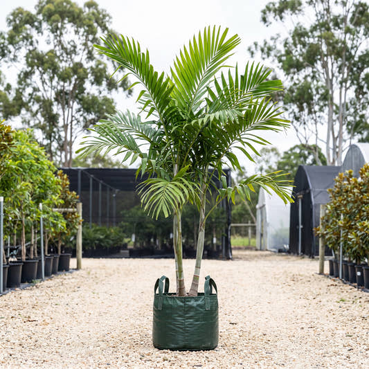 Solitaire Palm (Multi-Stem) - Ptychosperma elegans
