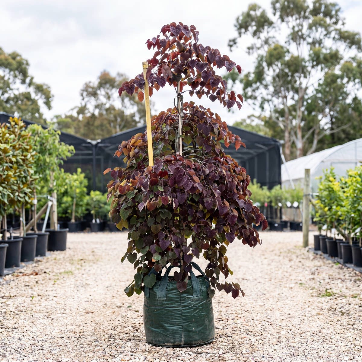 Ruby Falls Weeping Redbud - Cercis canadensis ‘Ruby Falls’