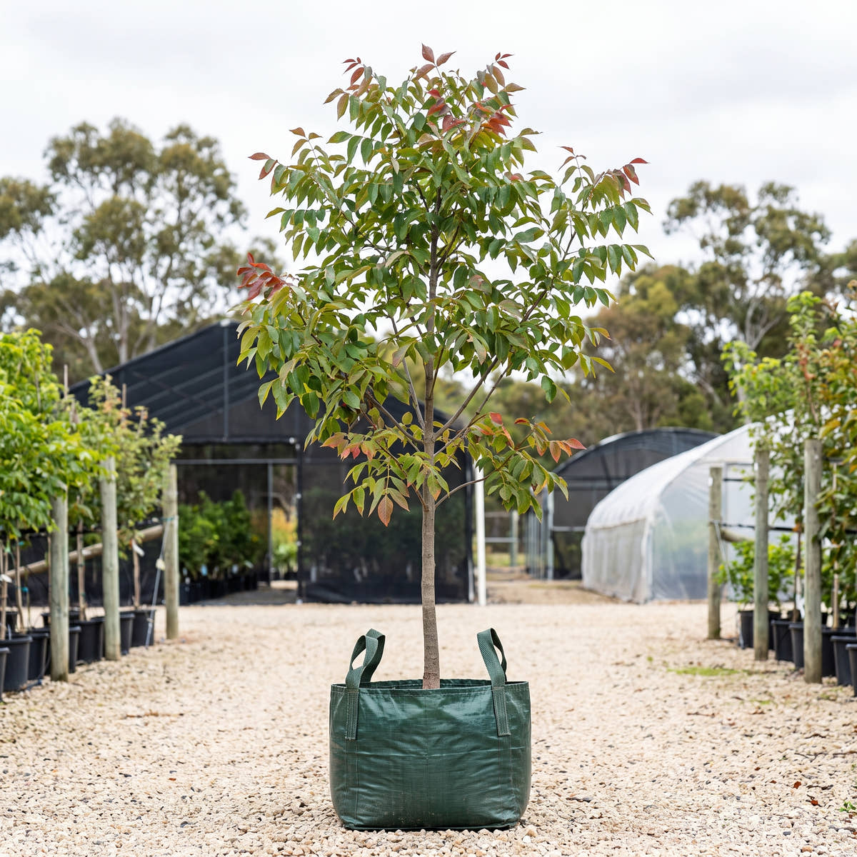 Spartacus White Ash - Fraxinus americana ‘Sparzam’