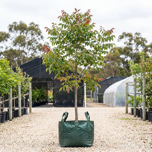 Spartacus White Ash - Fraxinus americana ‘Sparzam’