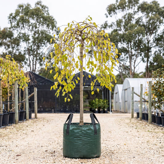 White Mulberry - Morus alba