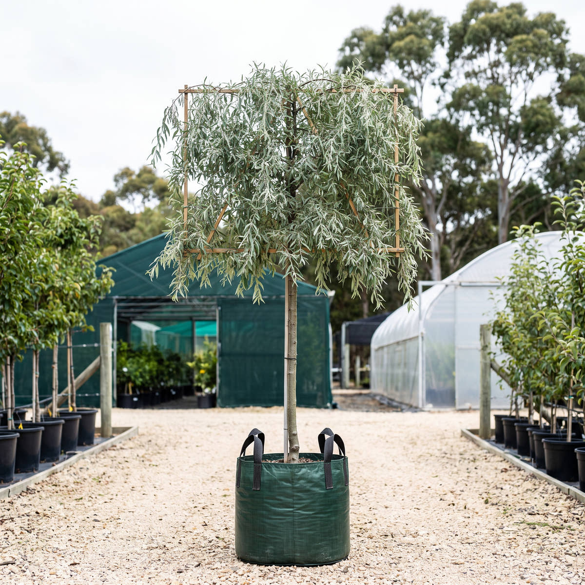 Weeping Silver Pear (Pleached) - Pyrus salicifolia ‘Pendula’