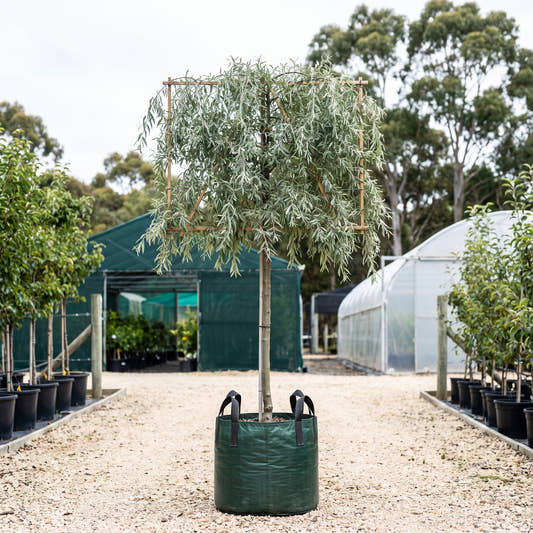 Weeping Silver Pear (Pleached) - Pyrus salicifolia ‘Pendula’