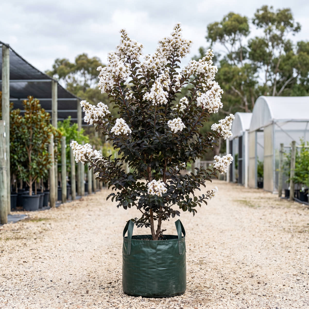 Diamonds in the Dark Pure White Crepe Myrtle - Lagerstroemia indica ‘Pure White’