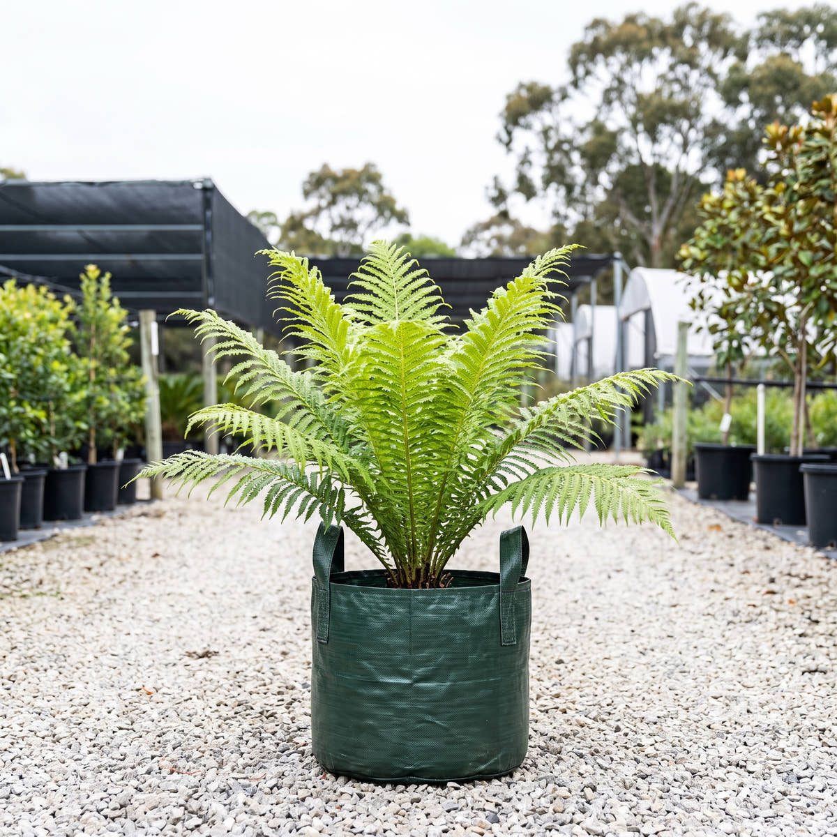 Silver Lady Fern - Blechnum gibbum ‘Silver Lady’