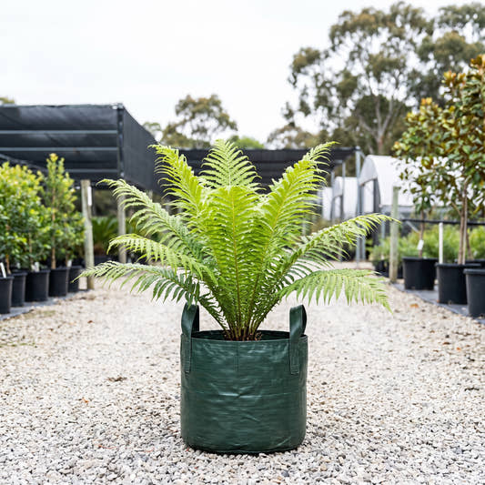 Silver Lady Fern - Blechnum gibbum ‘Silver Lady’