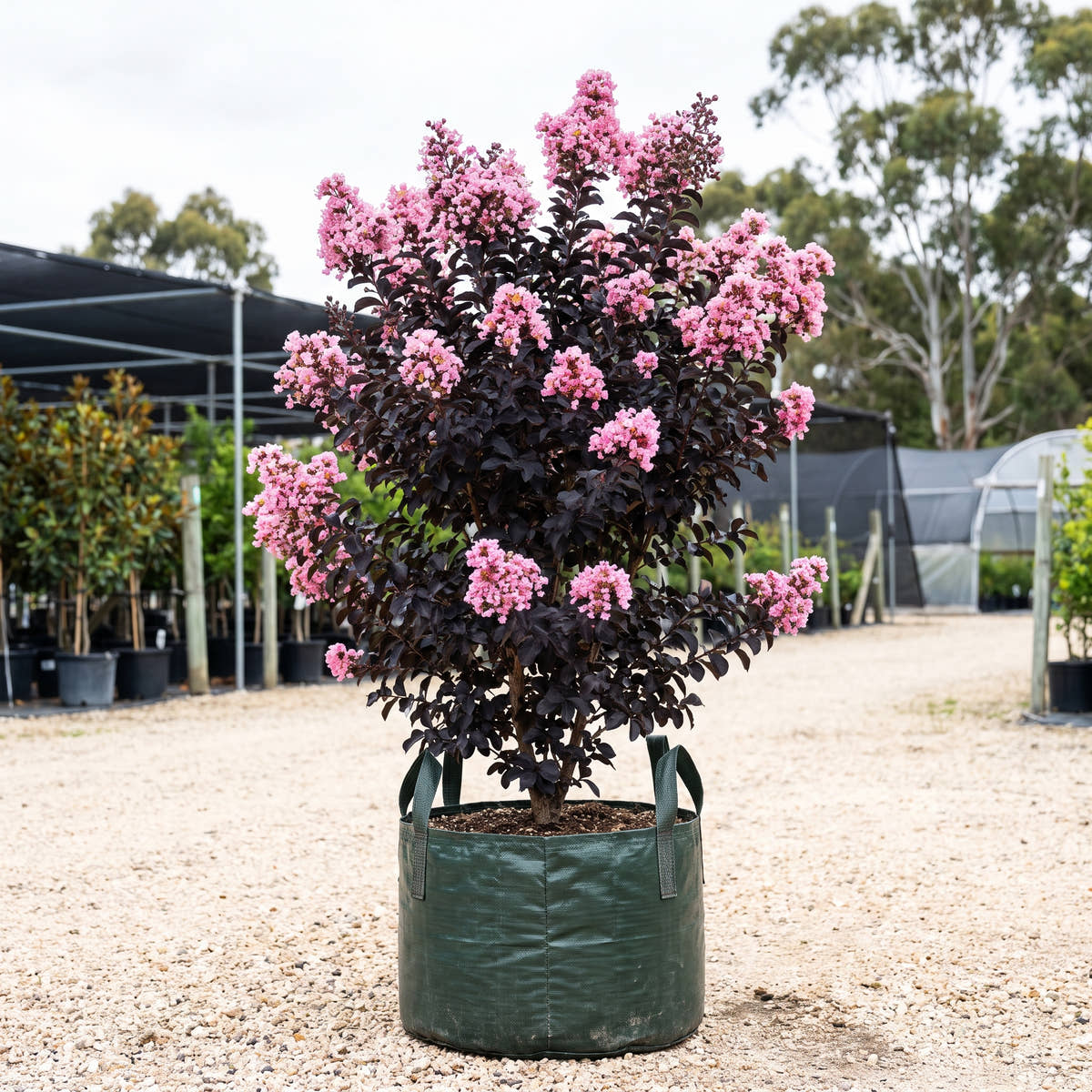 Diamonds in the Dark Shell Pink Crepe Myrtle - Lagerstroemia indica ‘Shell Pink’
