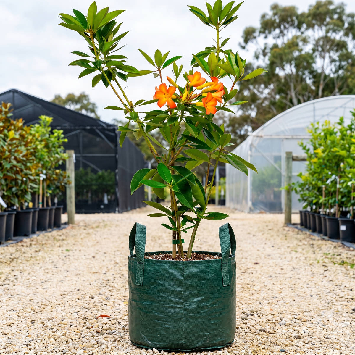 Vireya Rhododendron