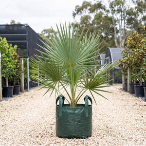 Cabbage Palmetto - Sabal palmetto