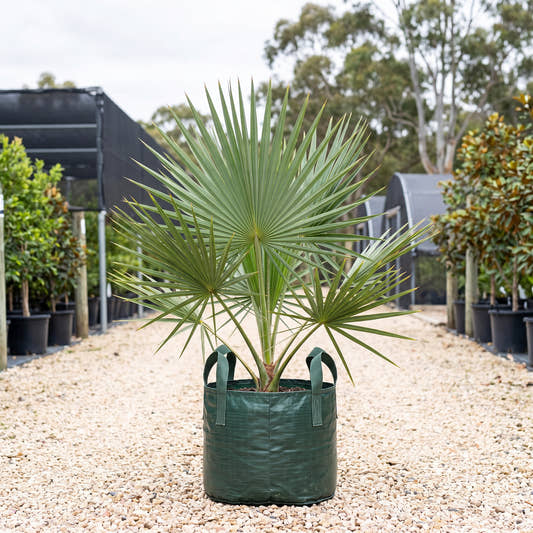Cabbage Palmetto - Sabal palmetto