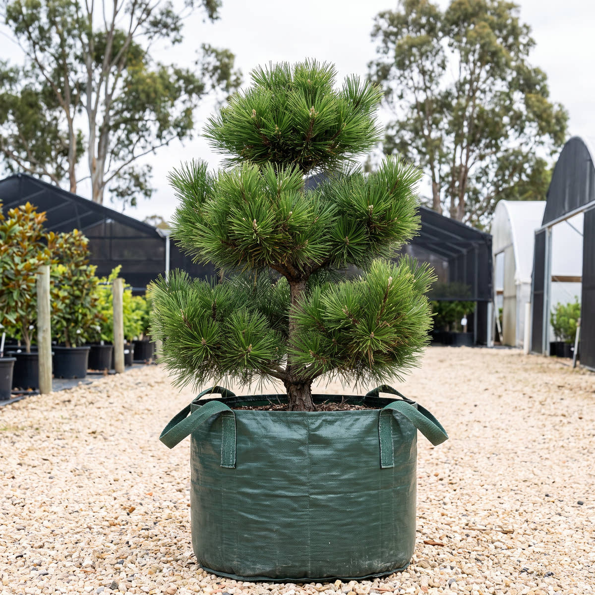 Yatsabusa Japanese Black Pine - Pinus thunbergii ‘Yatsabusa’