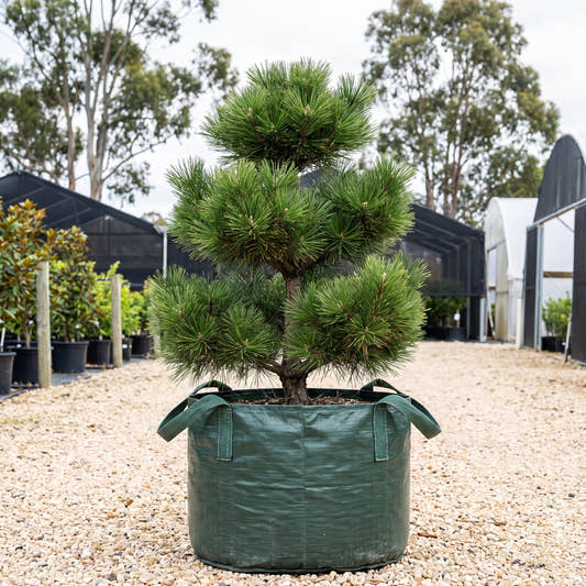 Yatsabusa Japanese Black Pine - Pinus thunbergii ‘Yatsabusa’