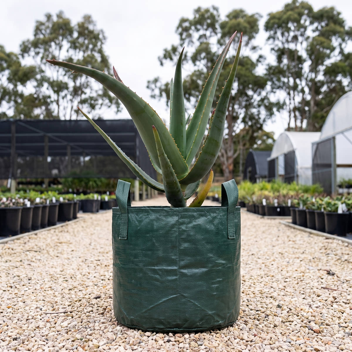 Aloe ‘Tangerine Tree’