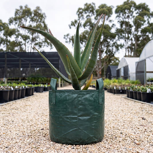 Aloe ‘Tangerine Tree’