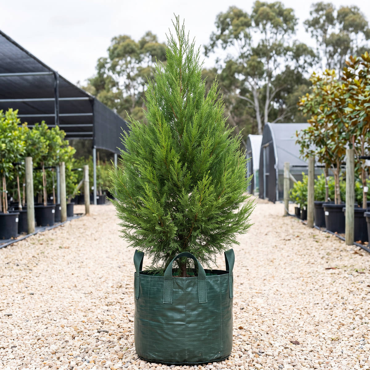 Port Jackson Pine - Callitris rhomboidea