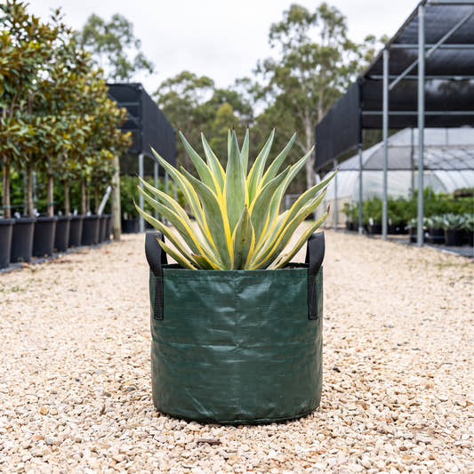 Galactic Traveller Smooth Agave - Agave desmettiana ‘Galactic Traveller’