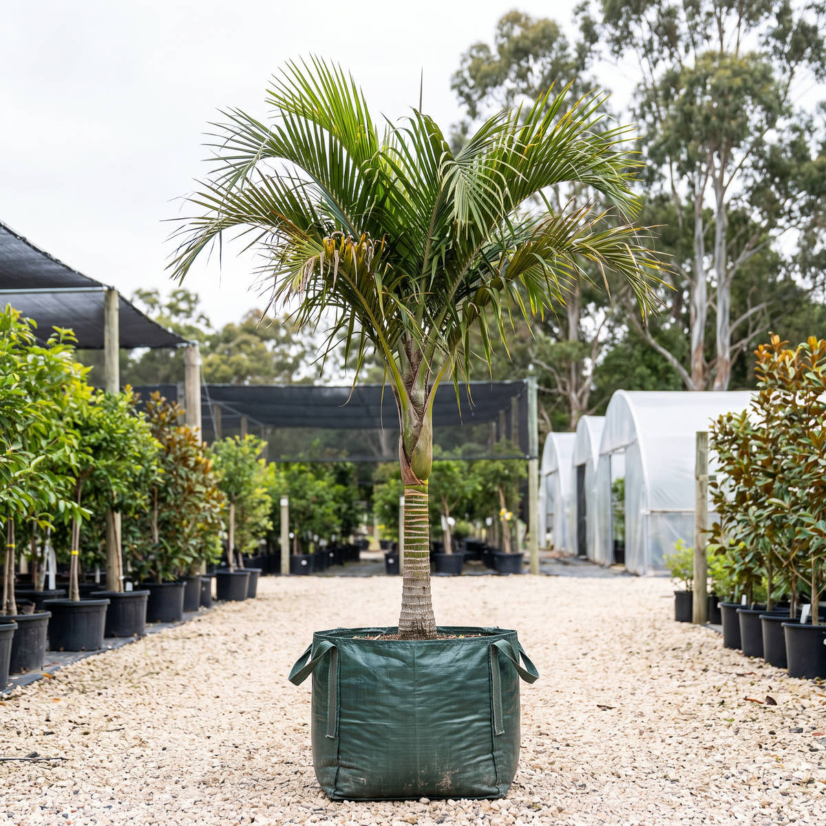 Curly Palm - Howea belmoreana