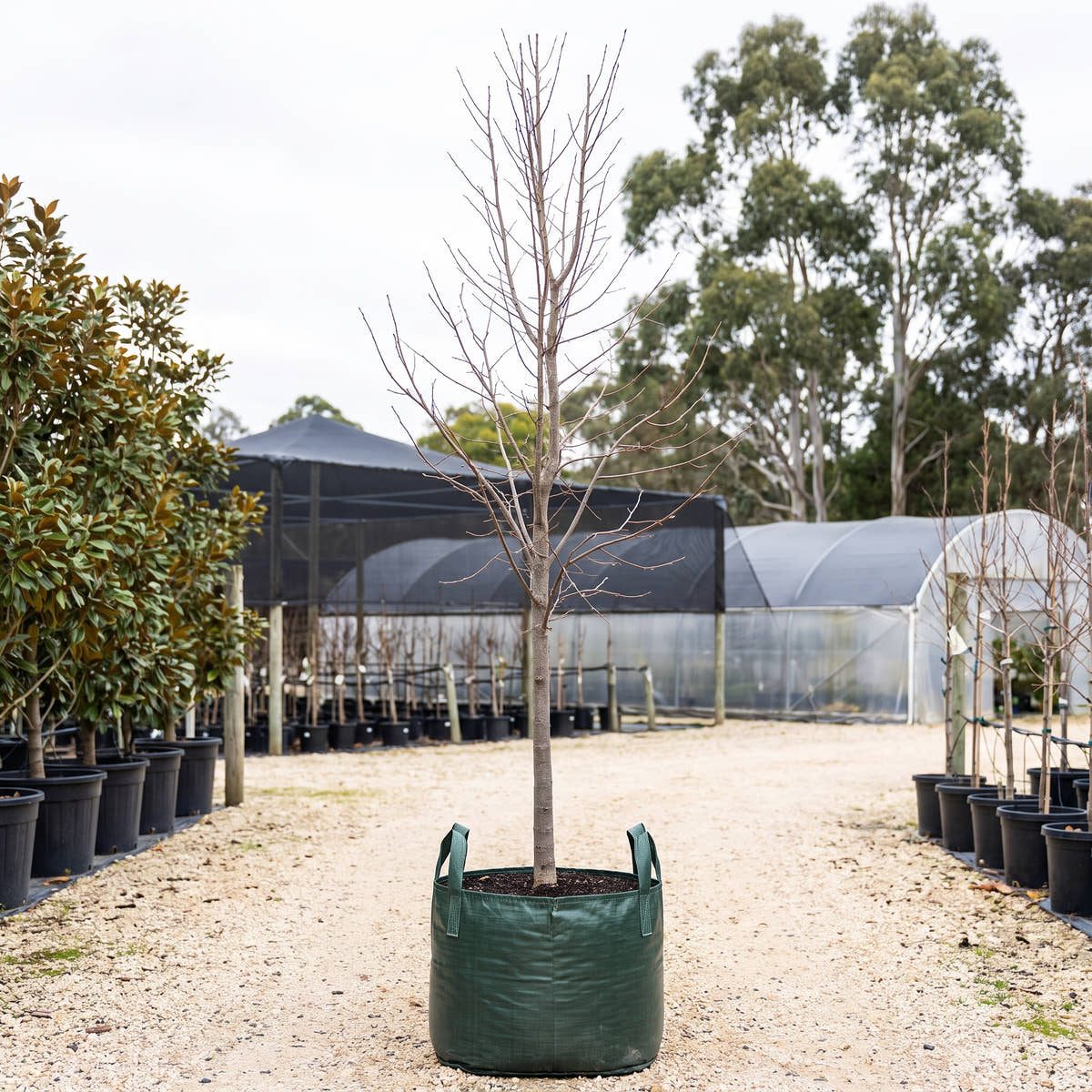 Sterling Silver Linden - Tilia tomentosa ‘Sterdell’
