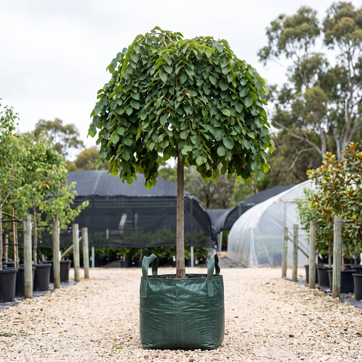 Camperdown Elm (Standard) - Ulmus glabra ‘Camperdownii’