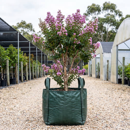 Crepe Myrtle - Lagerstroemia archeriana