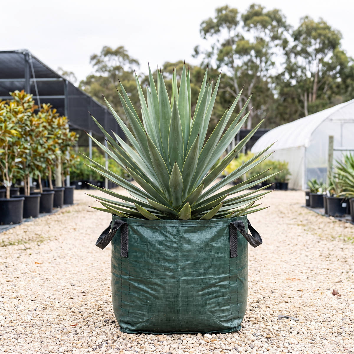 Sisal Agave - Agave sisalana
