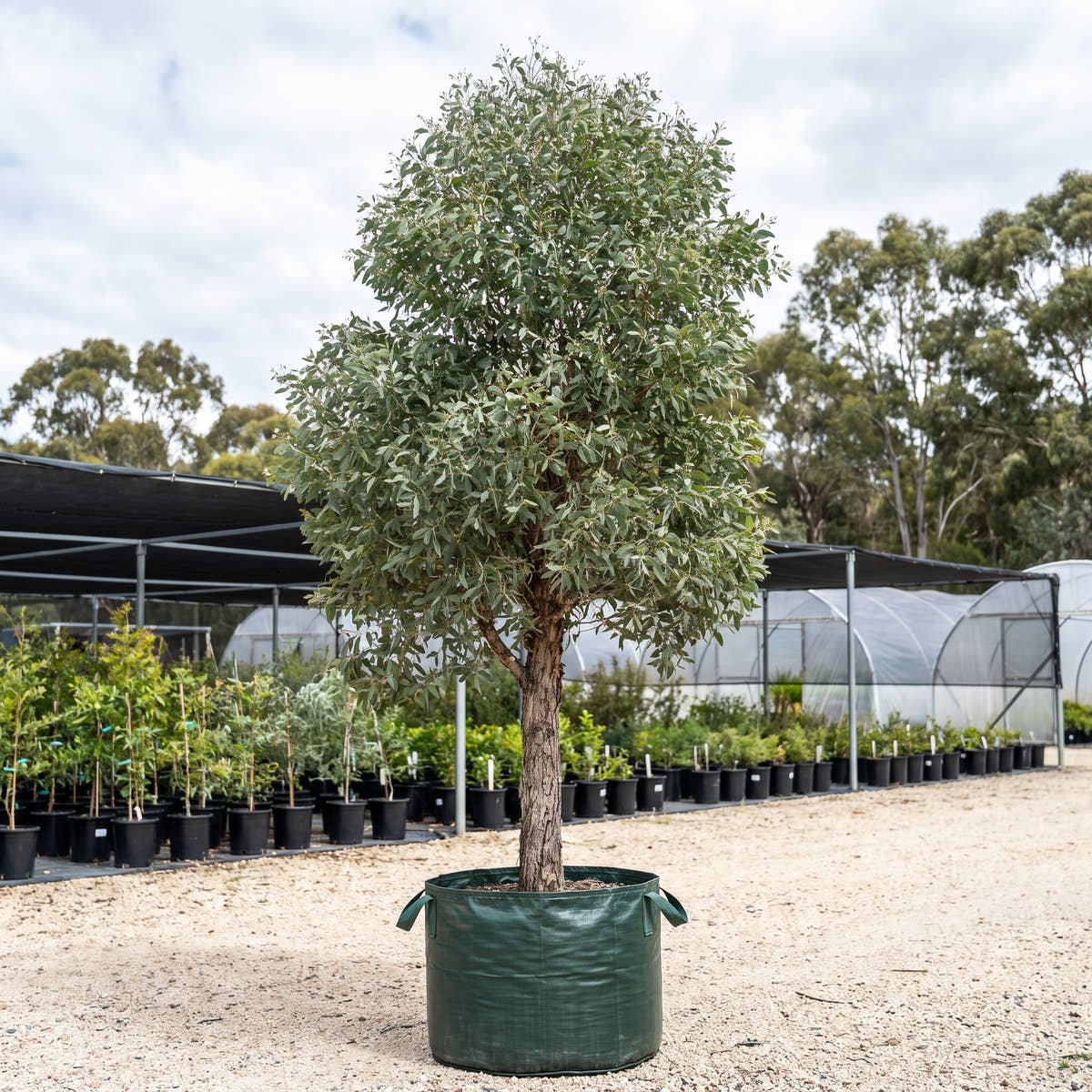 Bangalay - Eucalyptus botryoides