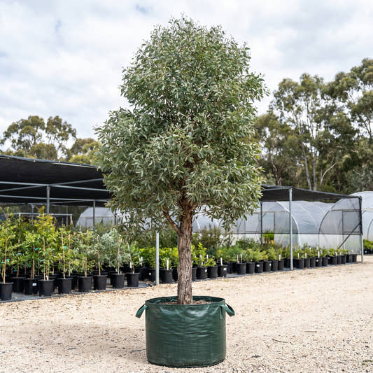 Bangalay - Eucalyptus botryoides