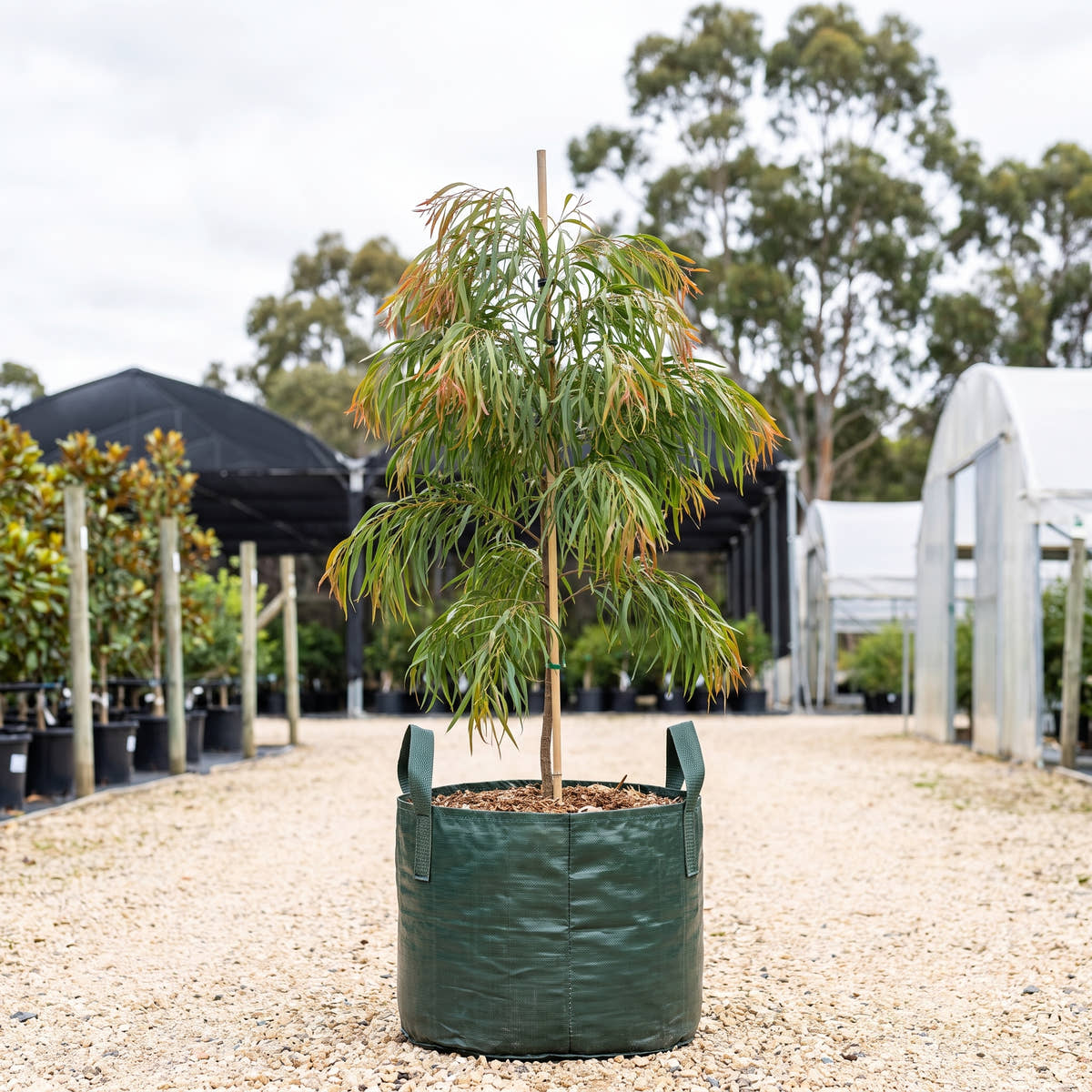 Copper Tips Bower Wattle - Acacia cognata ‘Copper Tips’