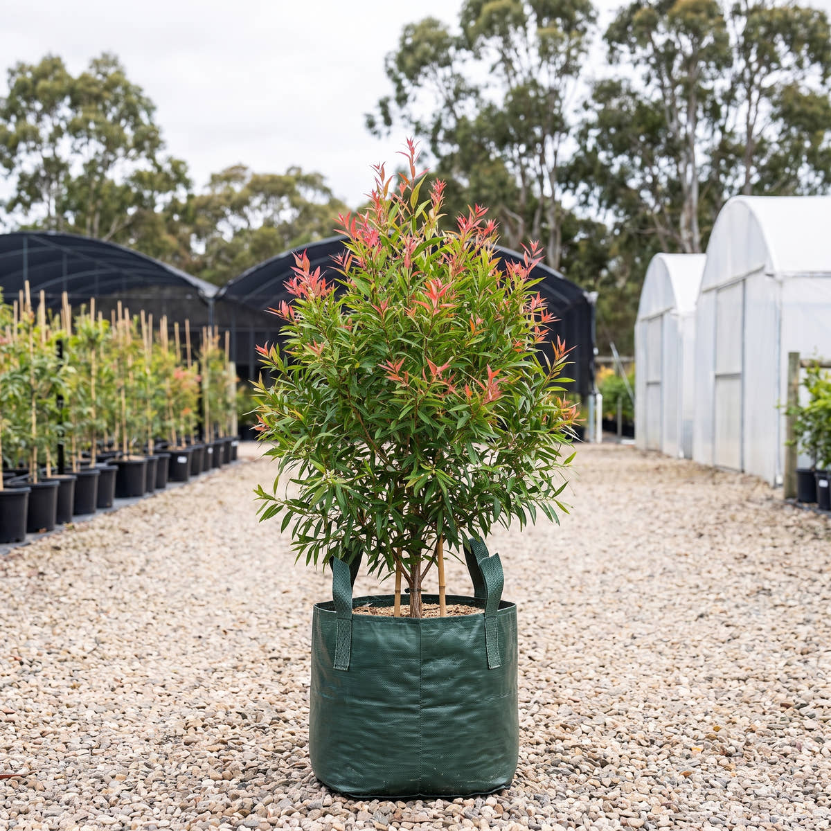 Red Willow Bottlebrush - Callistemon salignus
