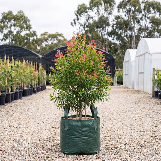 Red Willow Bottlebrush - Callistemon salignus