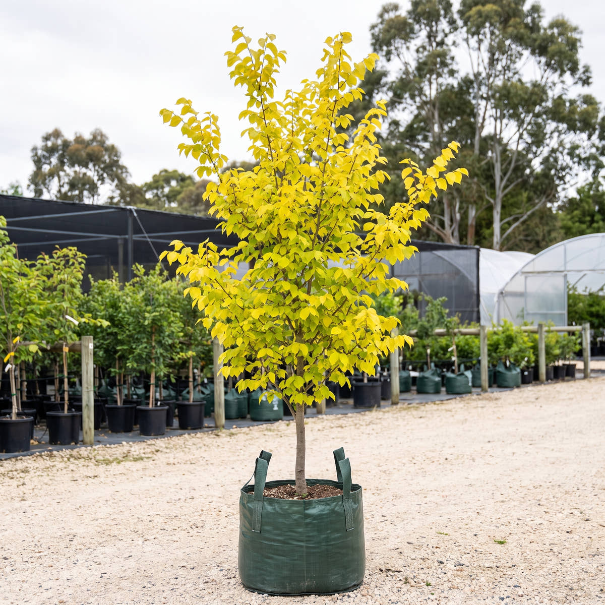 Golden Elm - Ulmus glabra ‘Lutescens’