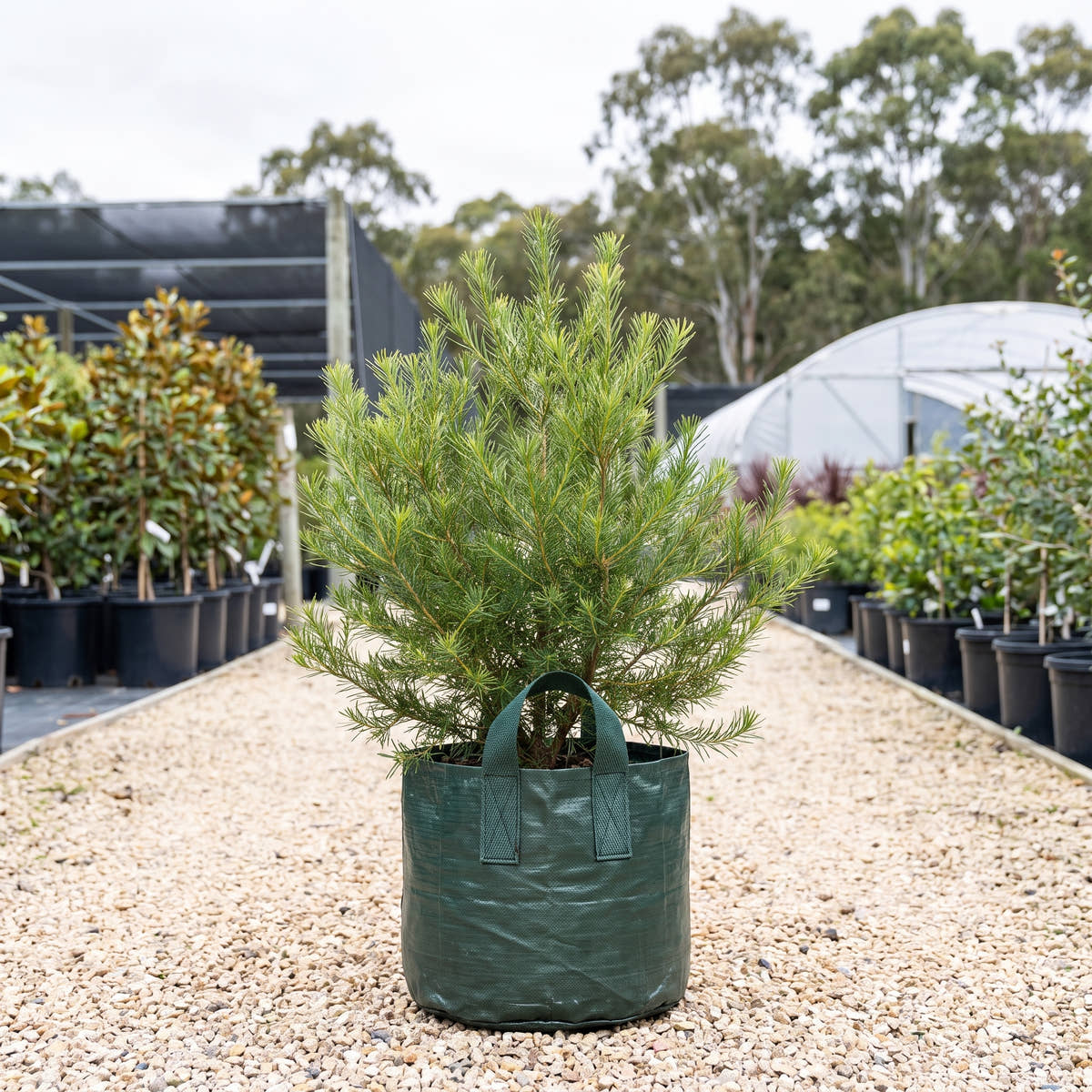 Birdsong Banksia - Banksia ‘Birdsong’