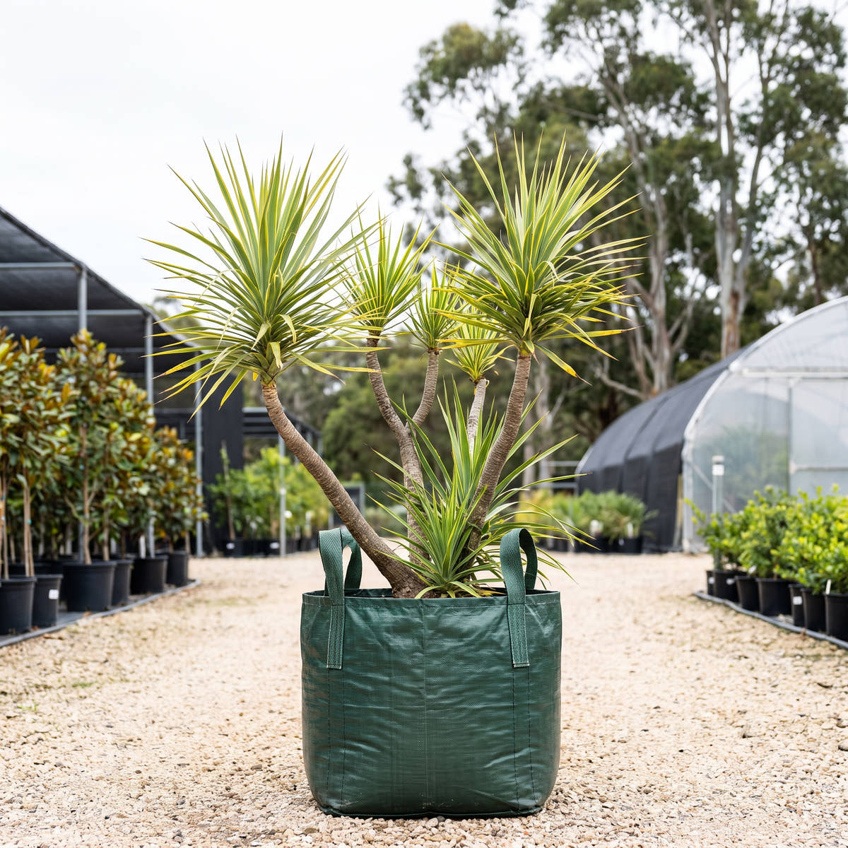 Dracaena ellenbeckii