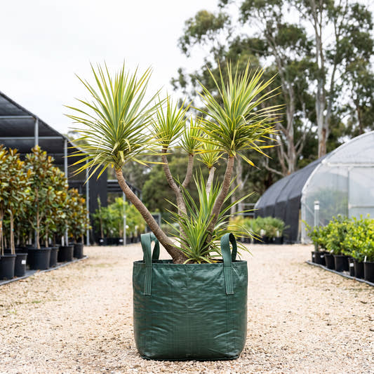 Dracaena ellenbeckii