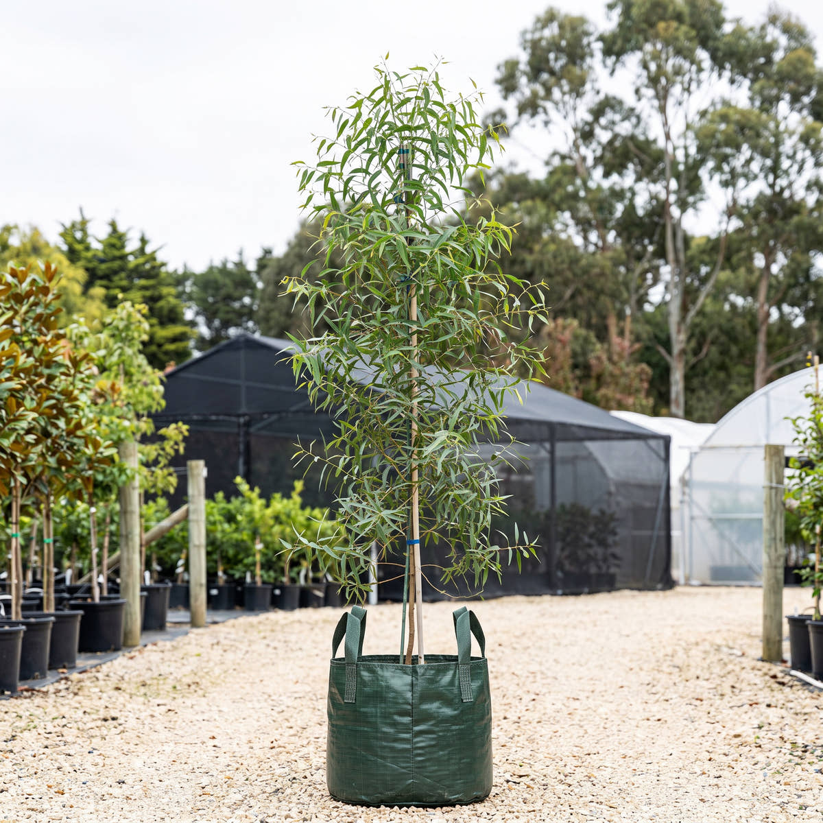 Coast Manna Gum - Eucalyptus viminalis subsp. pryoriana