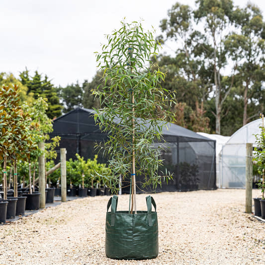 Coast Manna Gum - Eucalyptus viminalis subsp. pryoriana