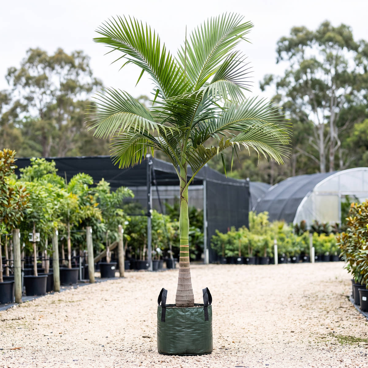 Alexandra Palm (Multi-Stem) - Archontophoenix alexandrae