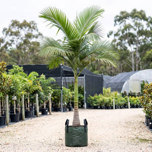 Alexandra Palm (Multi-Stem) - Archontophoenix alexandrae