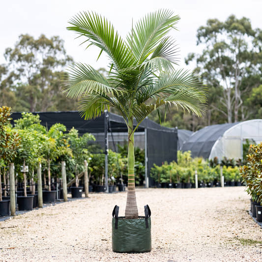 Alexandra Palm (Multi-Stem) - Archontophoenix alexandrae