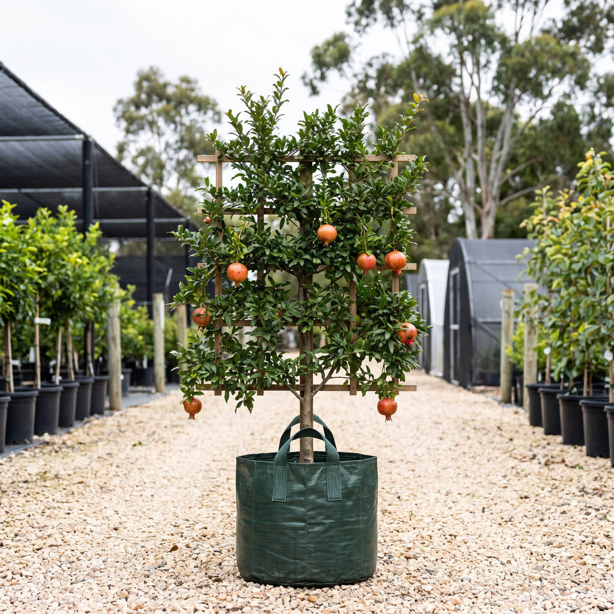Pomegranate (Espalier) - Punica granatum