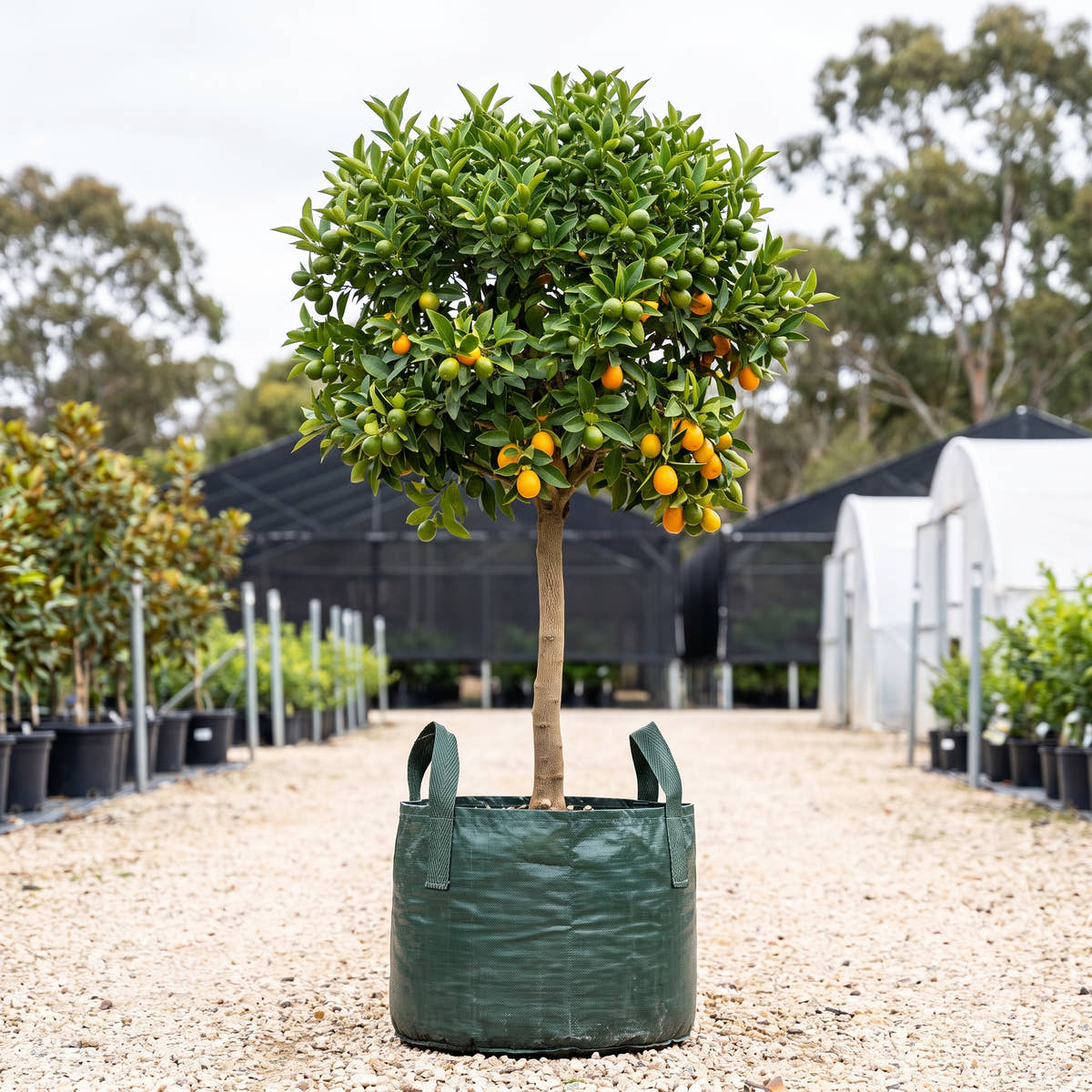Green Kumquat (Standard) - Citrus japonica